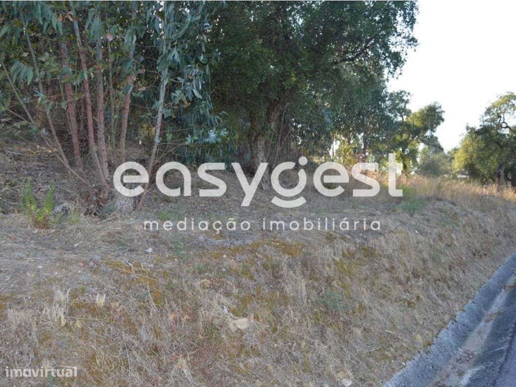 Terreno com 1 Ha junto aos acessos da A23 em Vila Nova da Barquinha - Grande imagem: 4/15