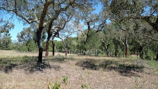 Terreno Rústico 5 hectares Couço - Grande imagem: 3/9