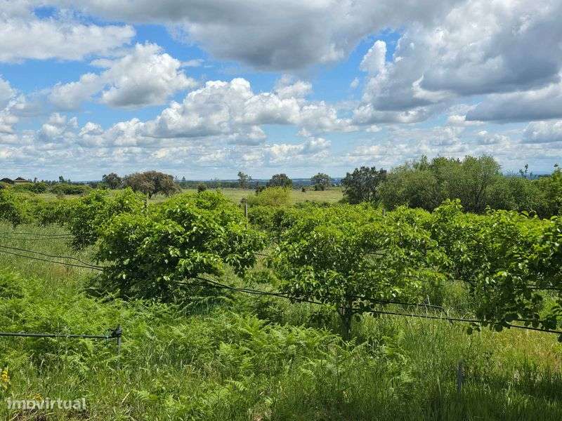 Vista sobre a lagoa / Terreno de 5 Ha / Com Ribeiro / Construtível - Grande imagem: 5/11