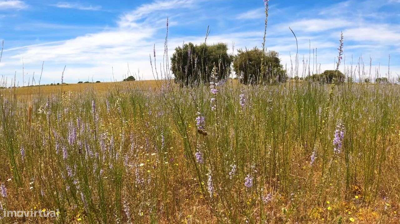 Quinta com vistas fantásticas para Monsanto-23