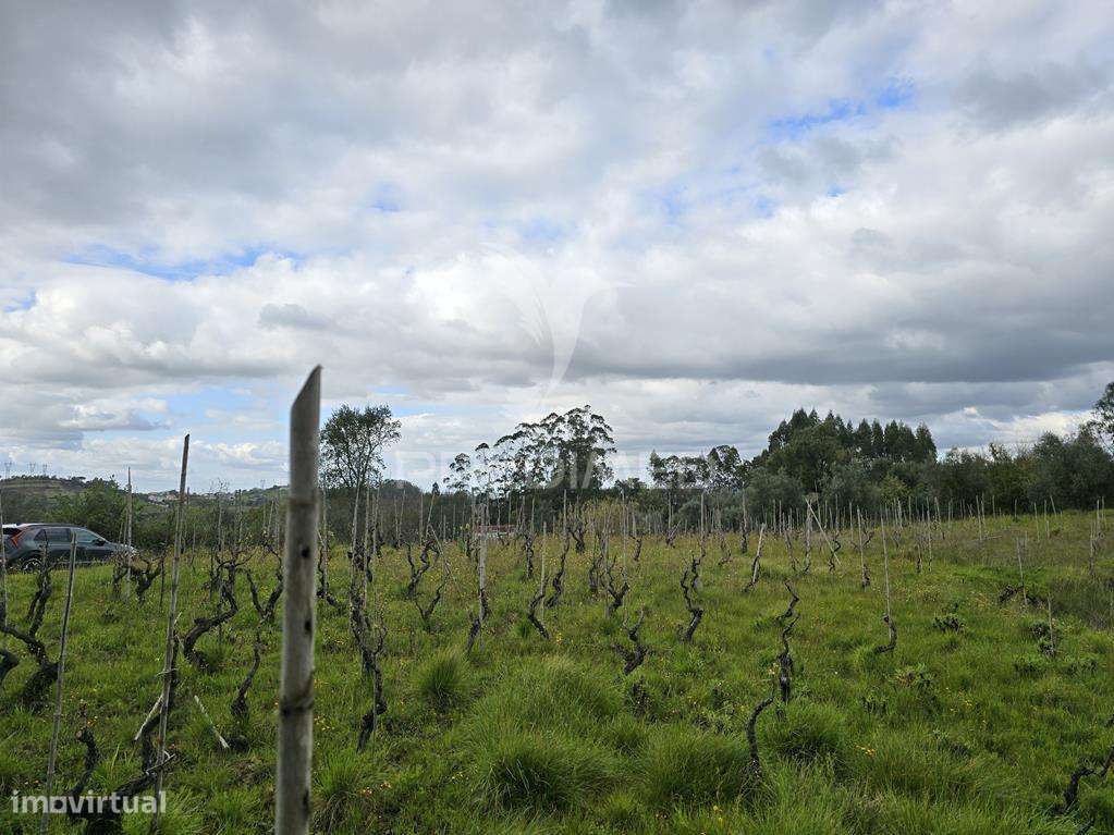 Terreno Rústico Vinha Vale Cabras Almalaguês Coimbra - Grande imagem: 5/14