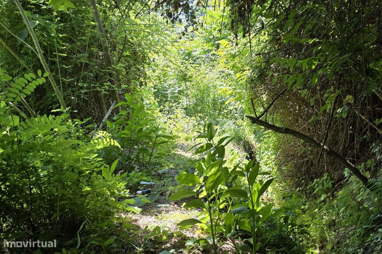 Quinta com lagar e moagem| Teixoso, Covilhã-31