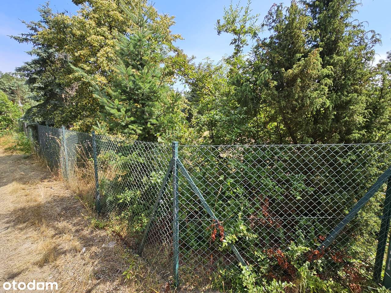 Działka budowlana pod lasem z mediami Budczyce - Pełny obrazek: 5/9