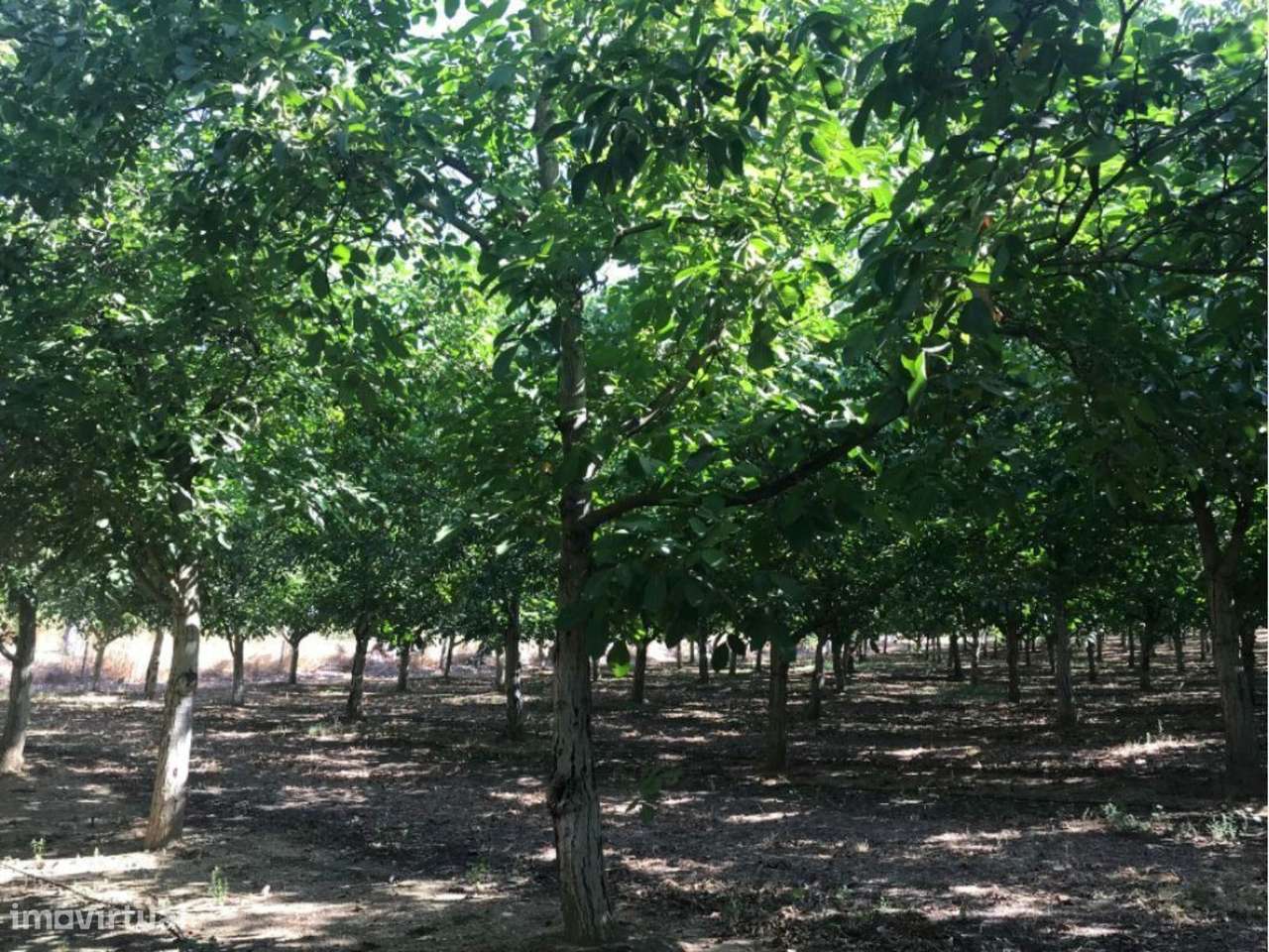 Estremoz | Herdade 5 ha com Projeto Aprovado para Hotel Rural 4 | E...-10
