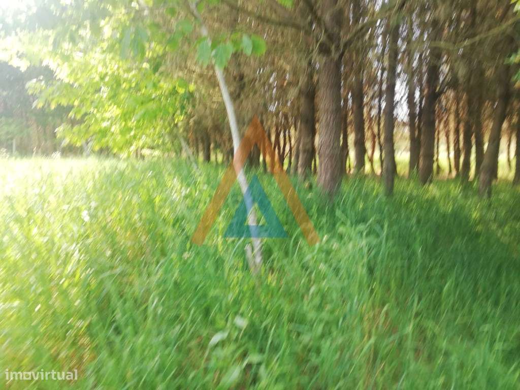 Terreno Rústico em Maceda - Ovar - Grande imagem: 4/8