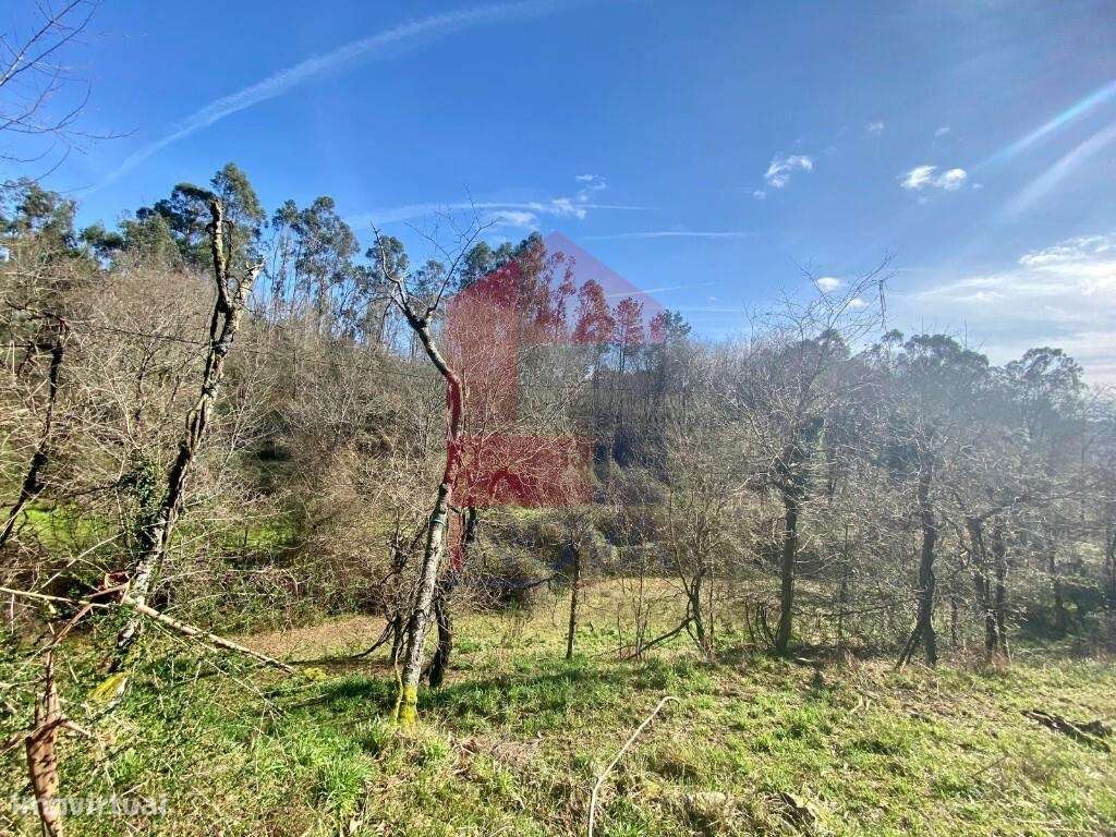 Terreno Agrícola / Florestal, Pico - Grande imagem: 4/29