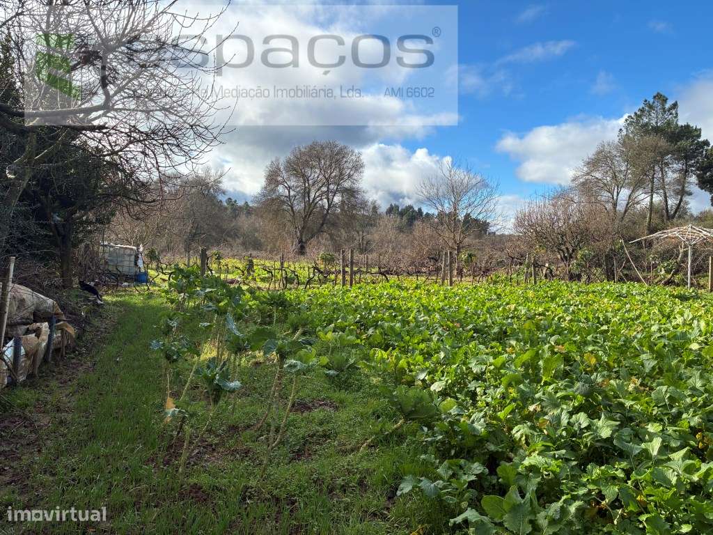 Magnifica Quinta a confinar com Rio Zêzere-18