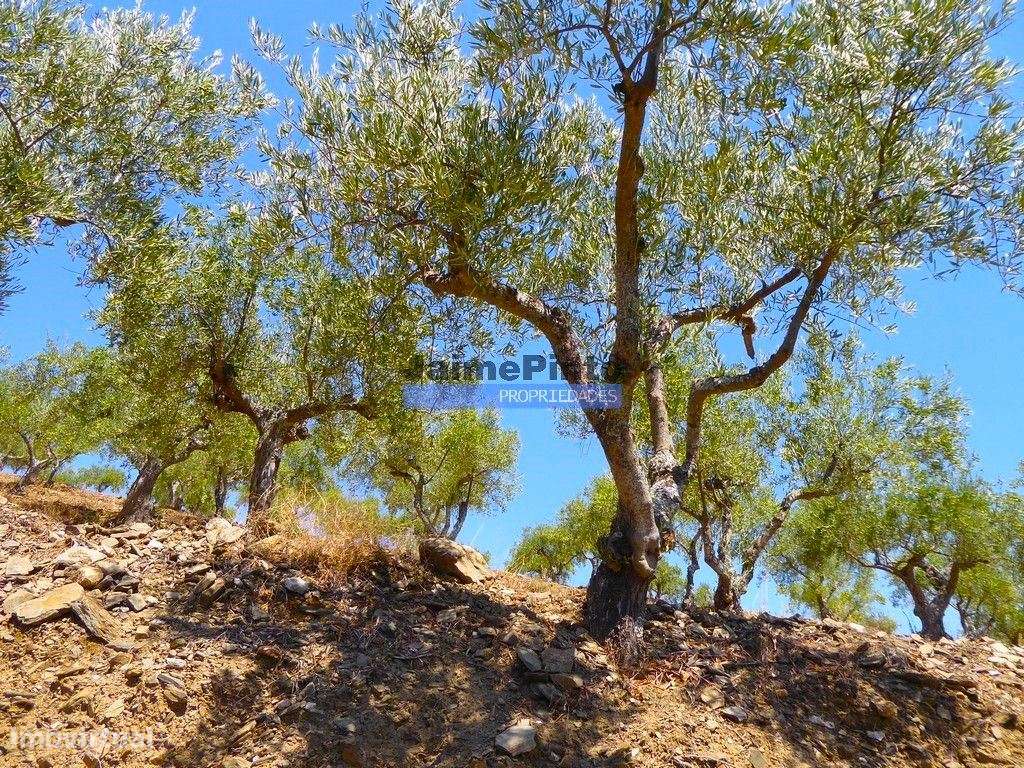 OLIVAL 3ha, 330 árvores, em produção. Portugal, Figueira de Castelo... - Grande imagem: 3/9