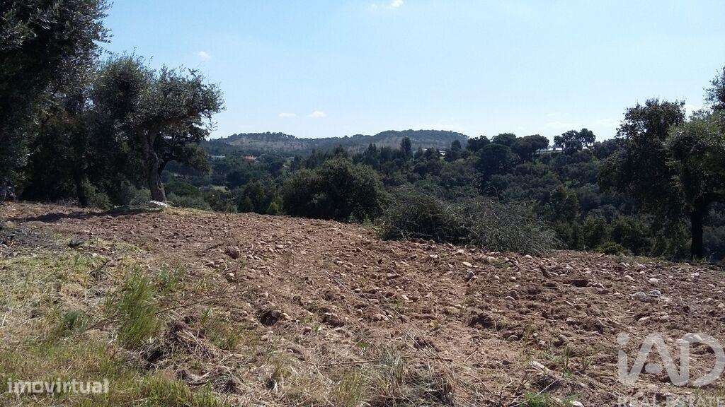 Terreno em Chamusca e Pinheiro Grande de 647,00 m2 - Grande imagem: 2/11