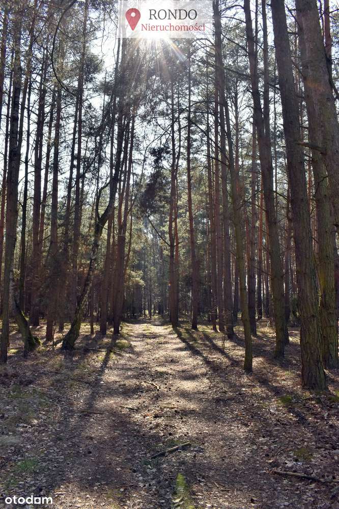 * LAS-y *  SACZYN * 8 ha łącznie * - Pełny obrazek: 4/8