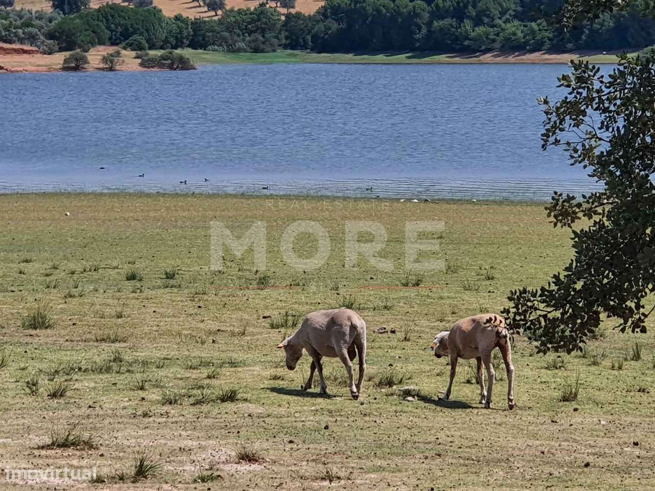 Herdade - 31,5 hectares - Torrão - Grande imagem: 4/45