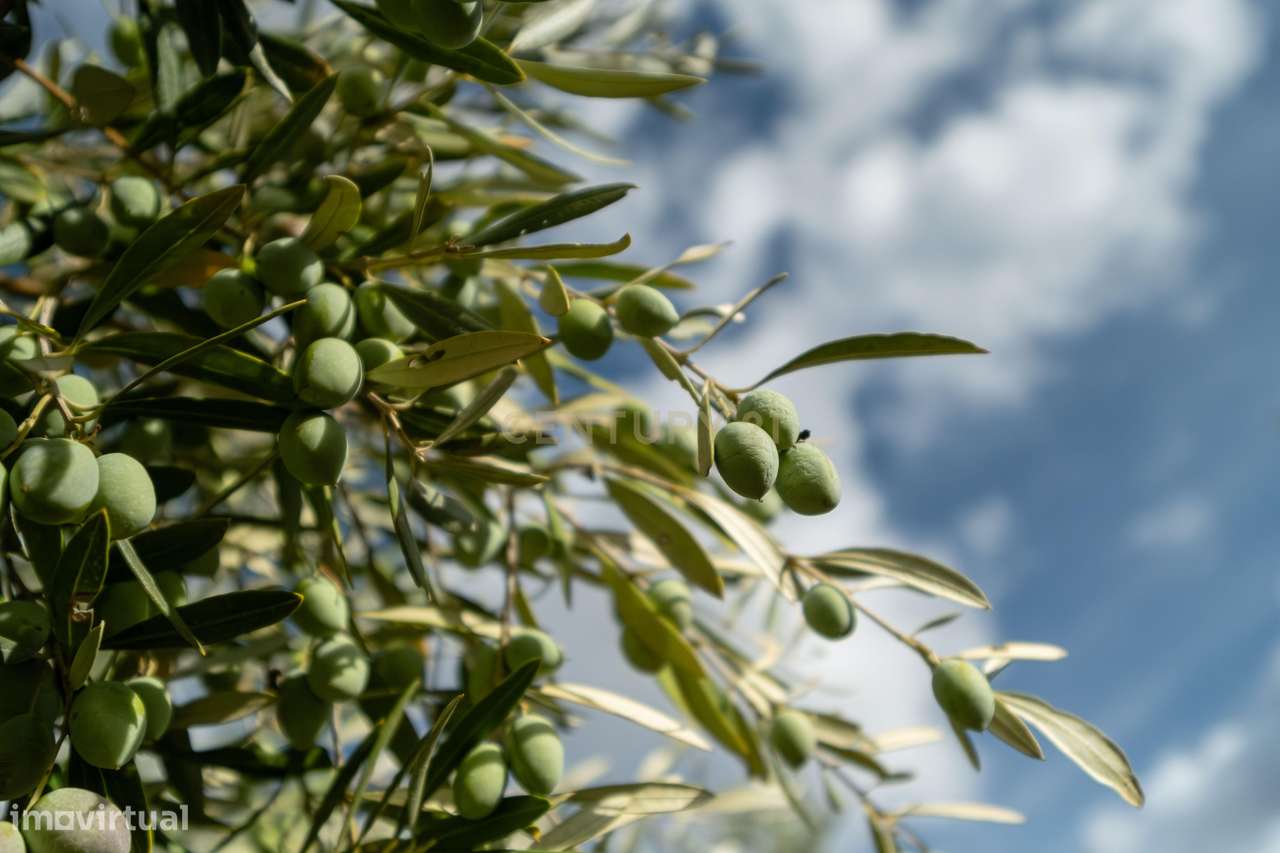 Moradia, 183 m², Amareleja-32