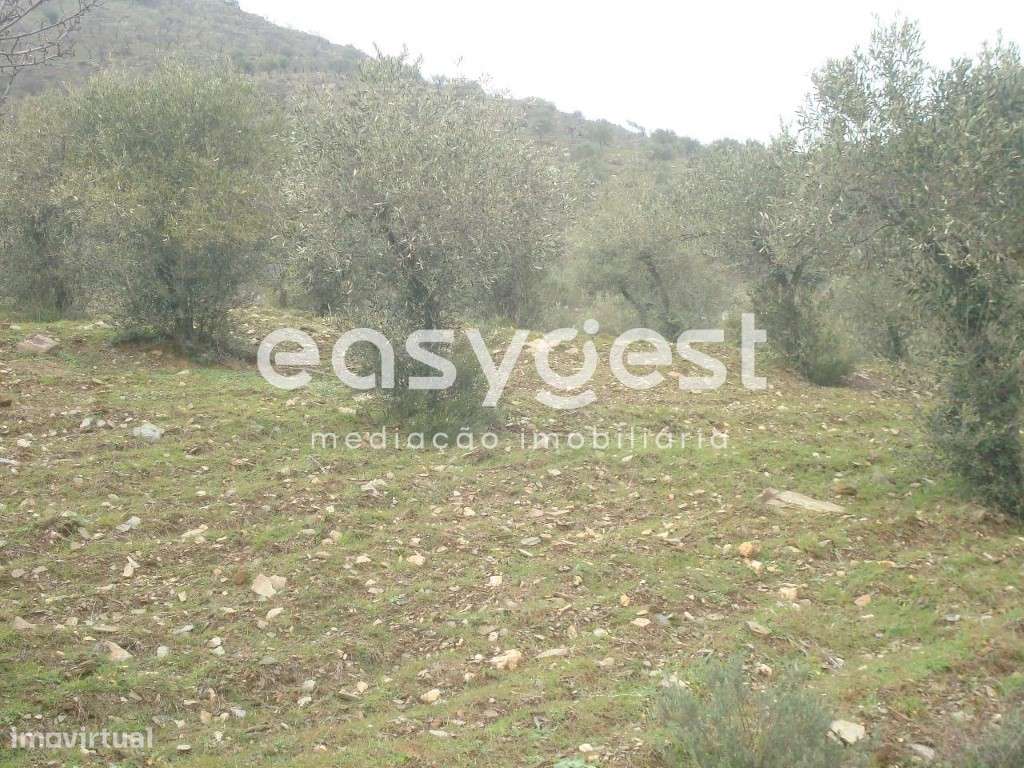 Terreno Rústico em Vila nova de Foz Côa. - Grande imagem: 2/11