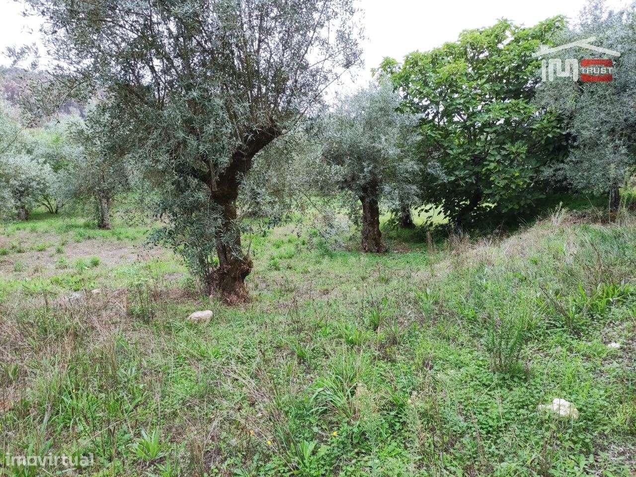 Terreno rústico, para construção. - Grande imagem: 4/6