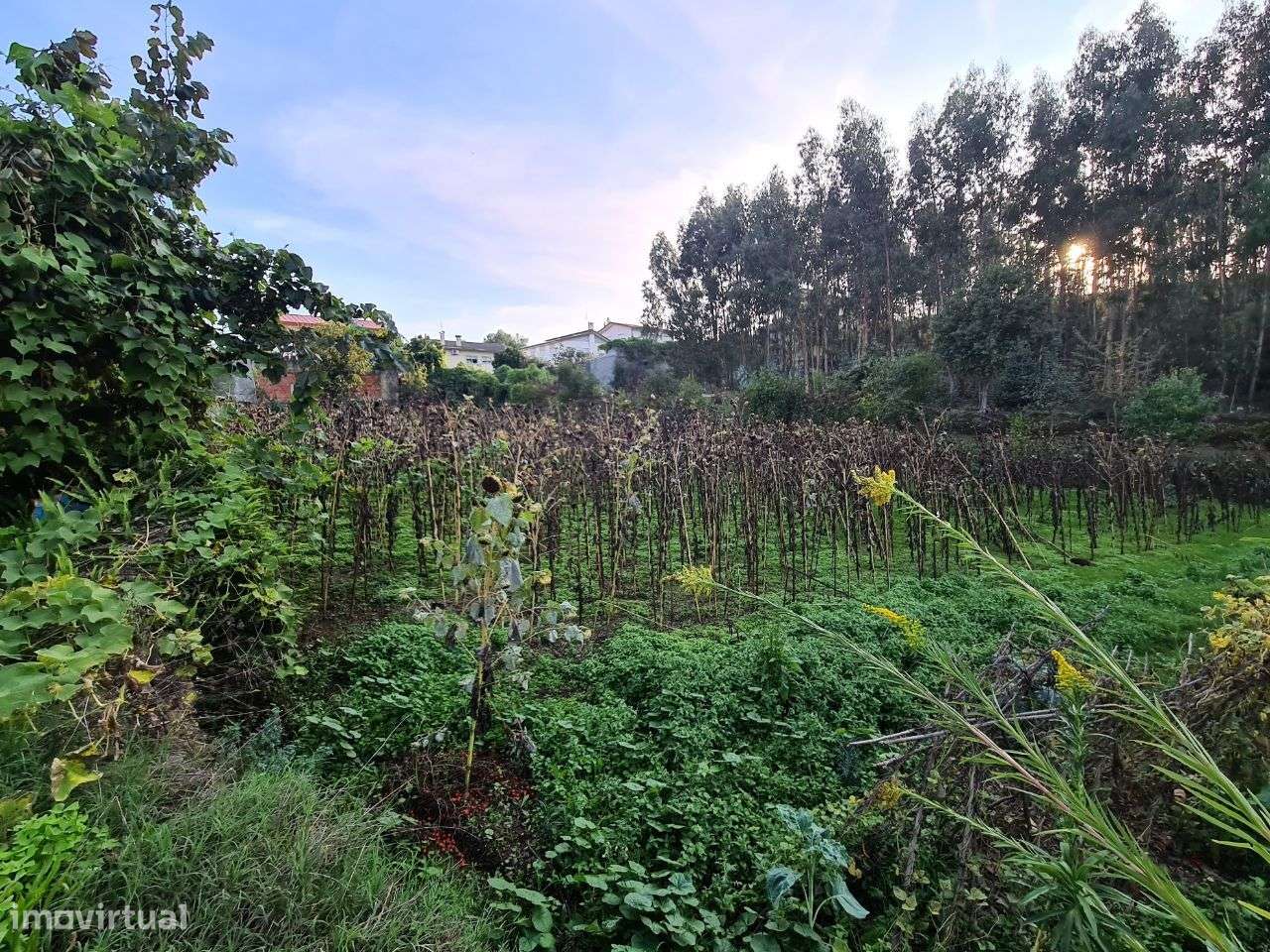 Terreno com Viabilidade de Construção de Moradias-4