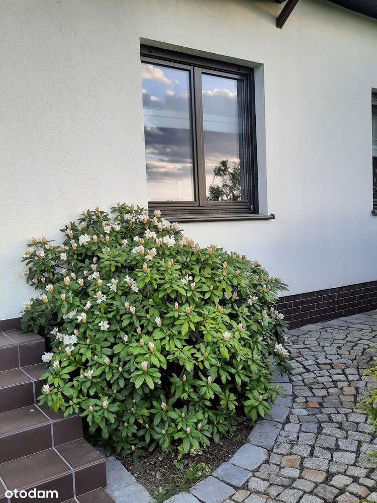 Nowoczesny,komfortowy,piękny ogród, blisko Wrocławia,5 sypialni.-18