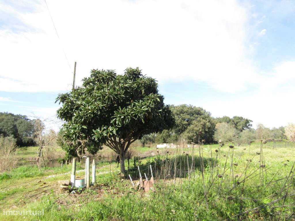 P26-235 | Quinta do Choupo - Quinta com Água, Olival e Excelente Po...-8