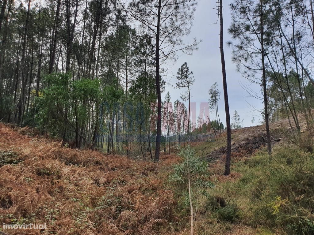 Terreno com 15.000m2 no Gerês - Braga