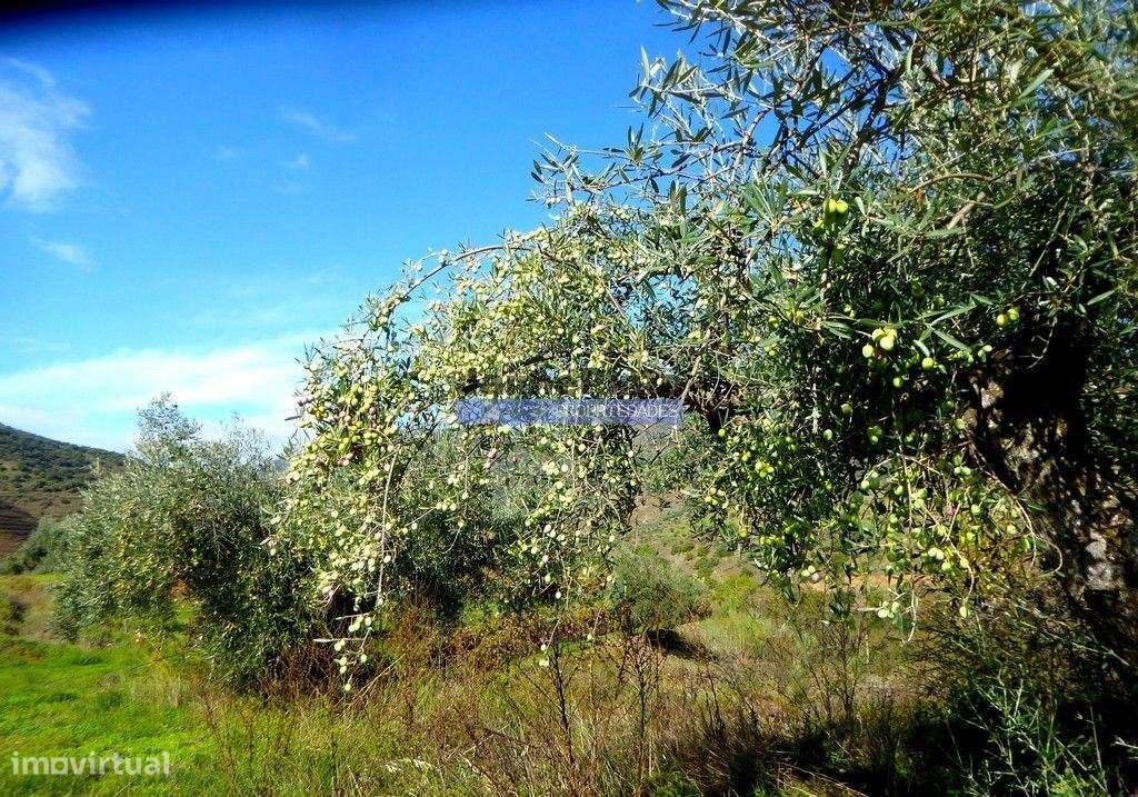 45.000m2 Olival, árvores de fruto e ruína. Portugal, F. C. Rodrigo,... - Grande imagem: 2/7