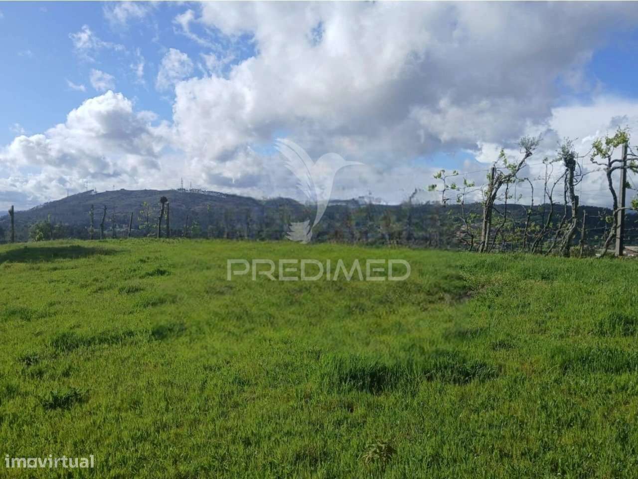 Terreno Rústico em Calvos e Frades – Póvoa de Lanhoso - Grande imagem: 3/4