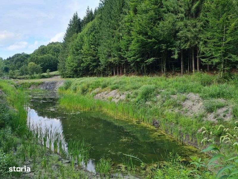 Teren cu padure si doua lacuri in Targu Lapus, zona Lighet - Imagine principală: 5/8