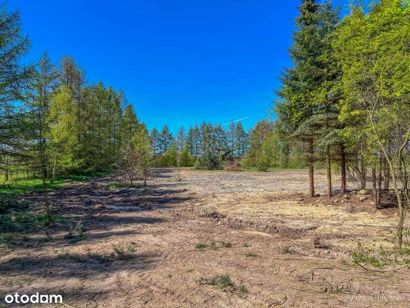 Przyjaźń ul Jeziorna - działka z drzewami. - Pełny obrazek: 5/5
