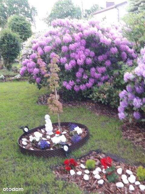 Dom w pobliżu lasu-19