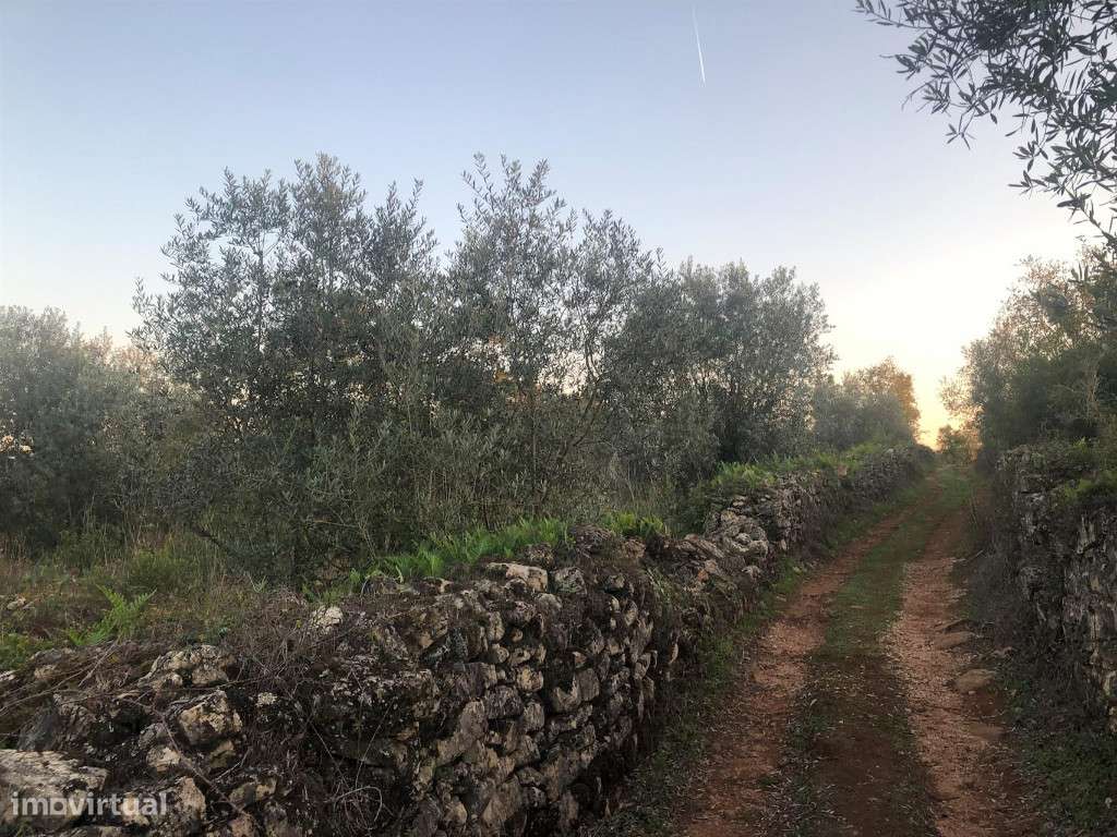 Terreno para construção , Cernache - Grande imagem: 5/5