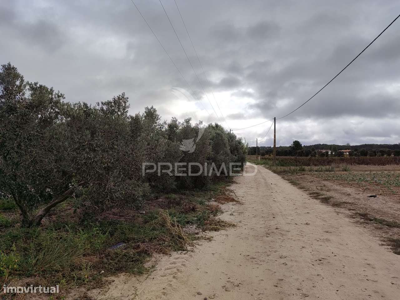 Vinha 2.5 he com Oliveiras  Furo a 1 hora de lisboa - Grande imagem: 5/5