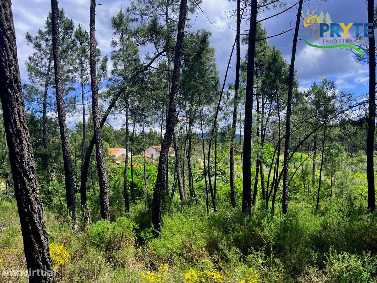 Quinta com 2 hectares de área total-sinónimo de privacidade e sossego-33