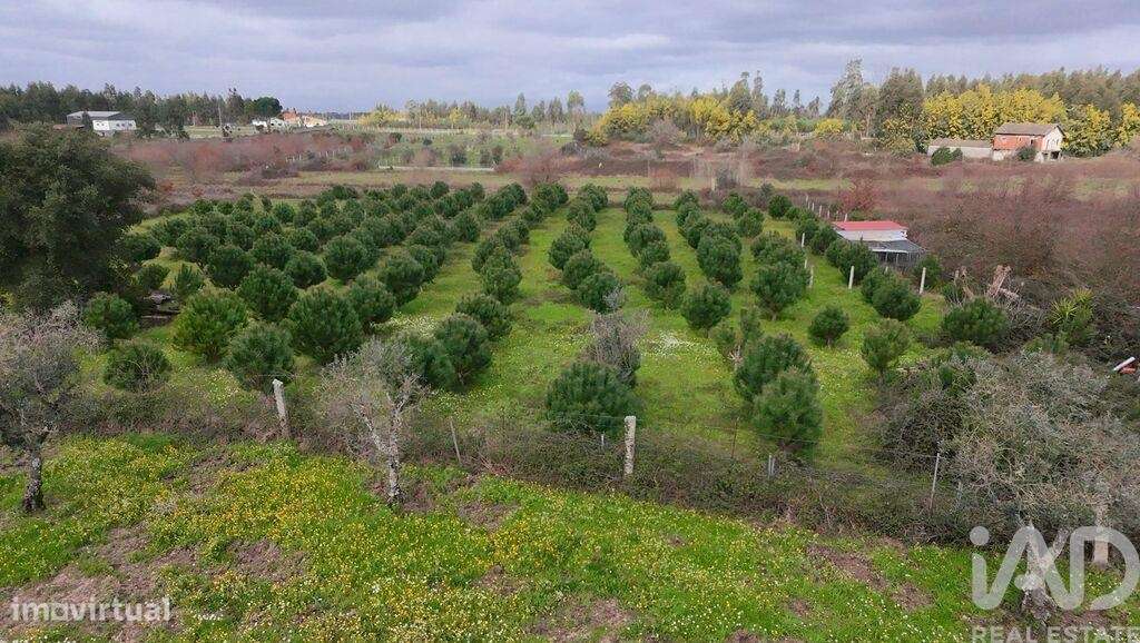 Terreno Agrícola em Ervedal e Vila Franca da Beira - Grande imagem: 3/5