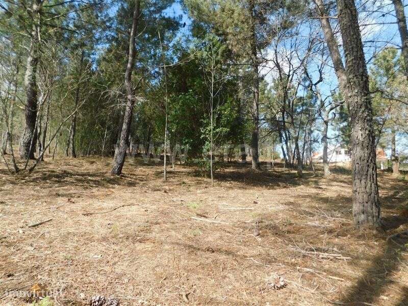 Terreno / Fundão, Souto da Casa - Grande imagem: 4/12