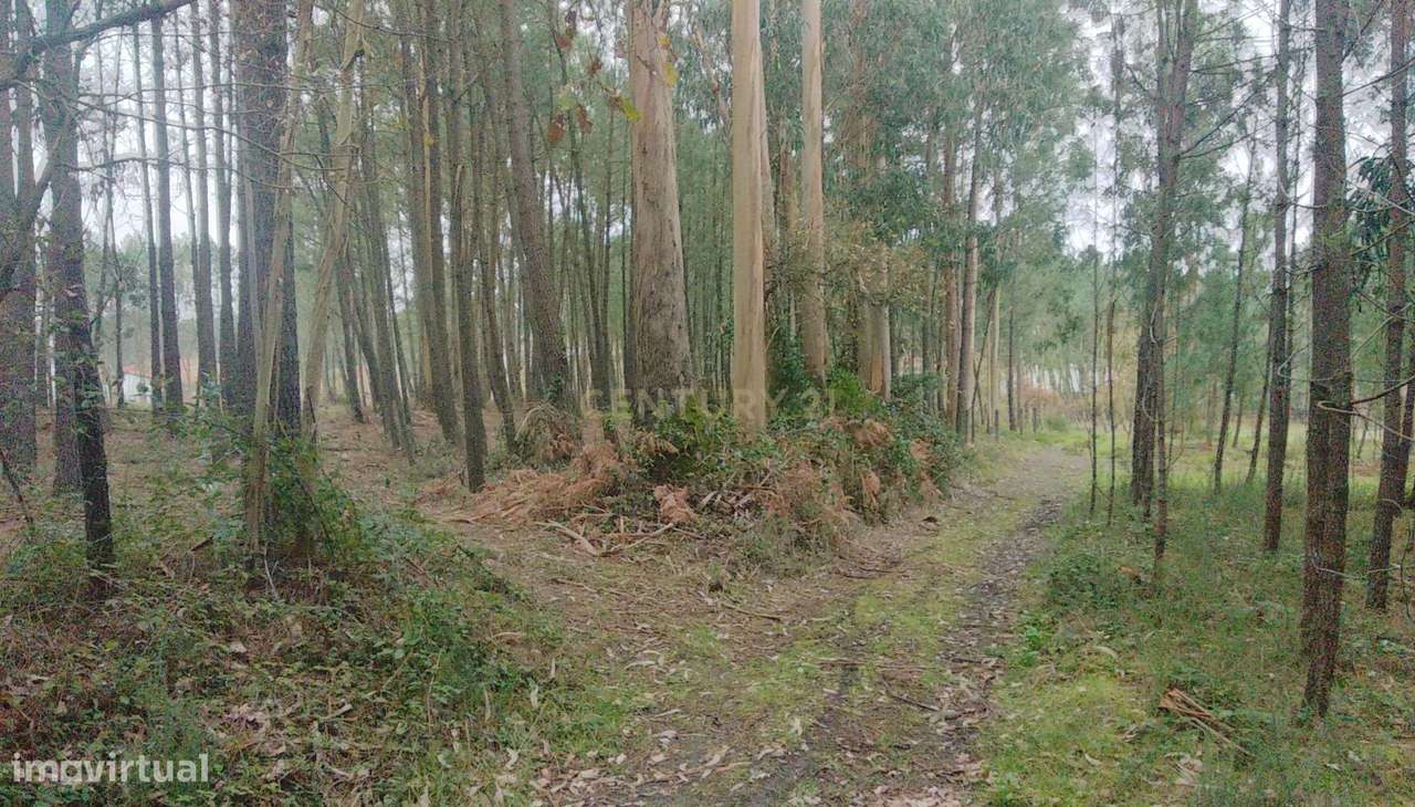 Terreno Rustico com pinheiros - Maceira. - Grande imagem: 3/12