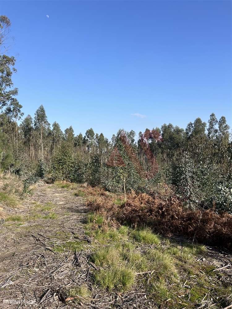 Terreno para Construção em Sanfins – 5.300 m² | Excelente Oportunidade - Grande imagem: 5/7