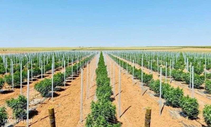 Propriedade com 110 Hectares - Grande imagem: 4/6