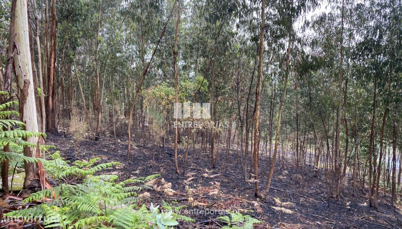 Venda Terreno com área de 2300 m2, Vila Boa do Bispo, Marco de Canave - Grande imagem: 4/31
