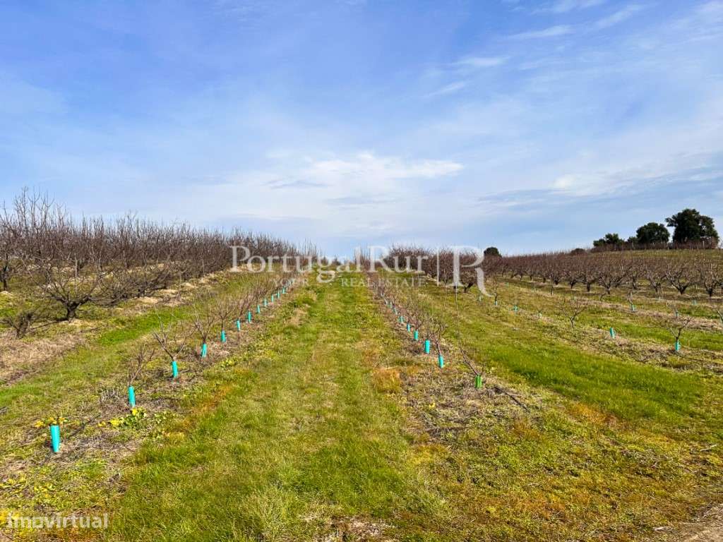 Quinta de 10,6 hectares com 6 ha de cerejeiral - Grande imagem: 4/35