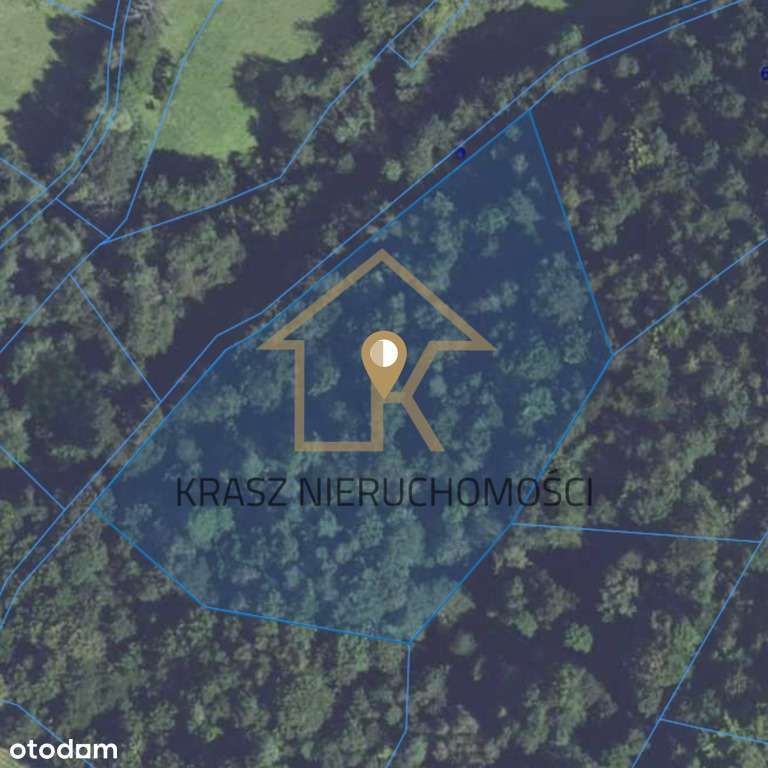 Inwestuj w las: spokój i zysk wartość w jednym - Pełny obrazek: 4/6