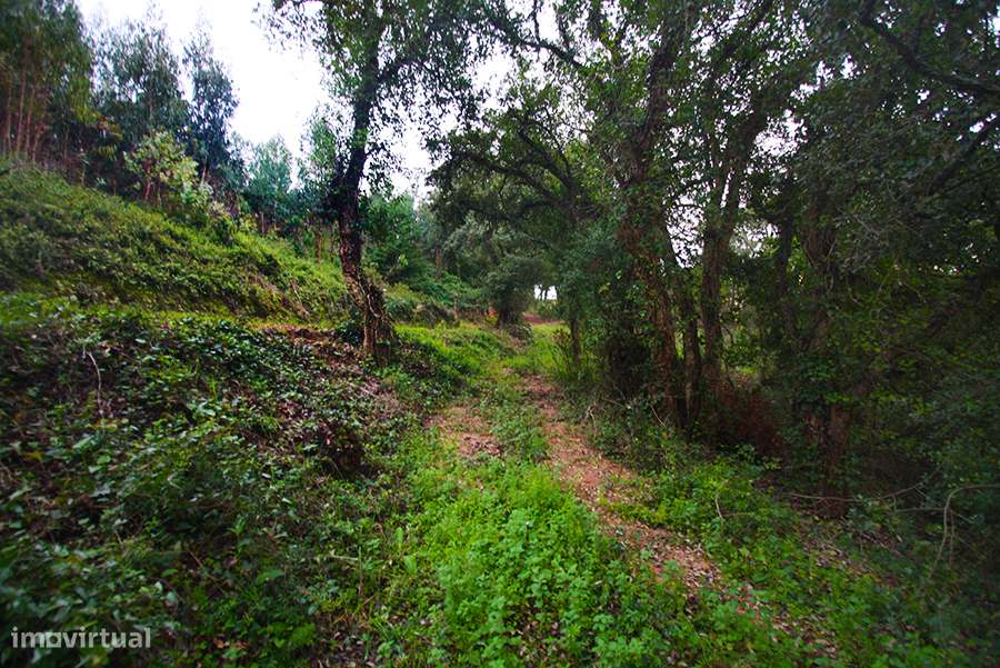 Grande propriedade, com floresta e 2 ruínas, Fraldeu, Óbidos-43