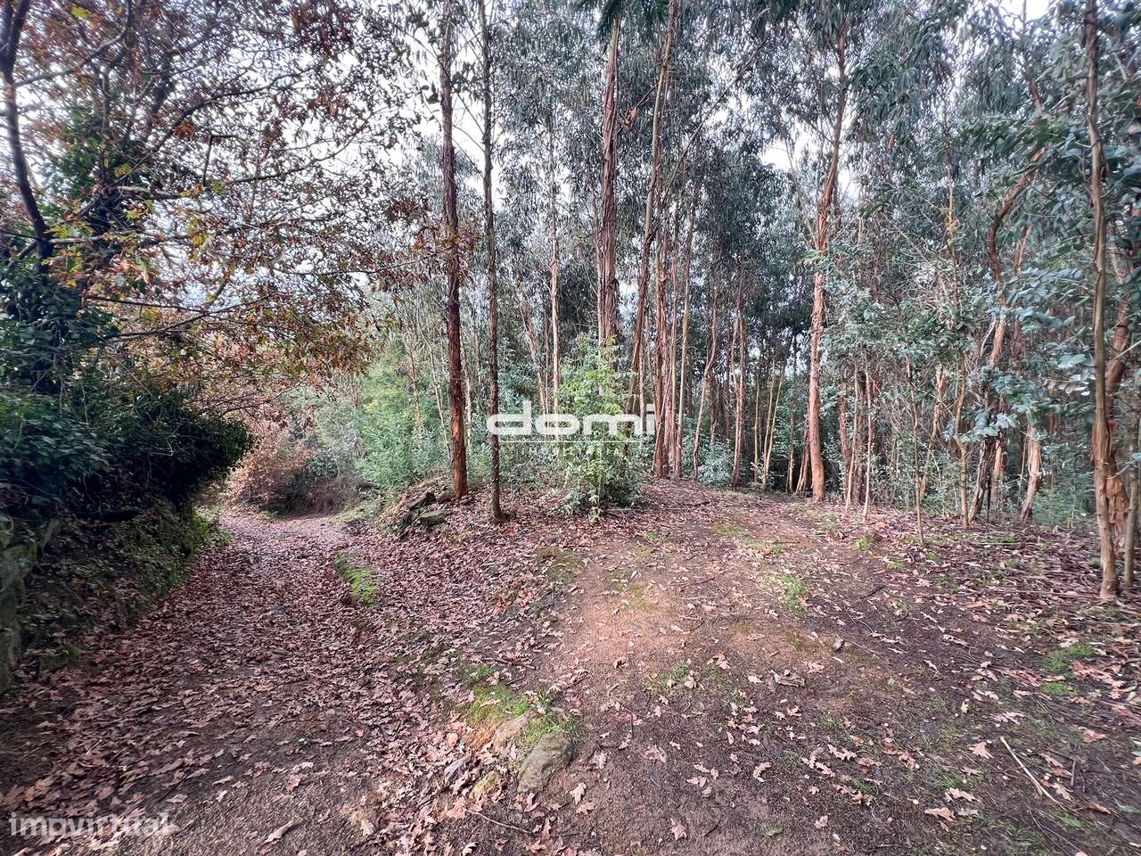 Pinhal com 11.413 m² em Vouzela🌲 - Grande imagem: 2/8