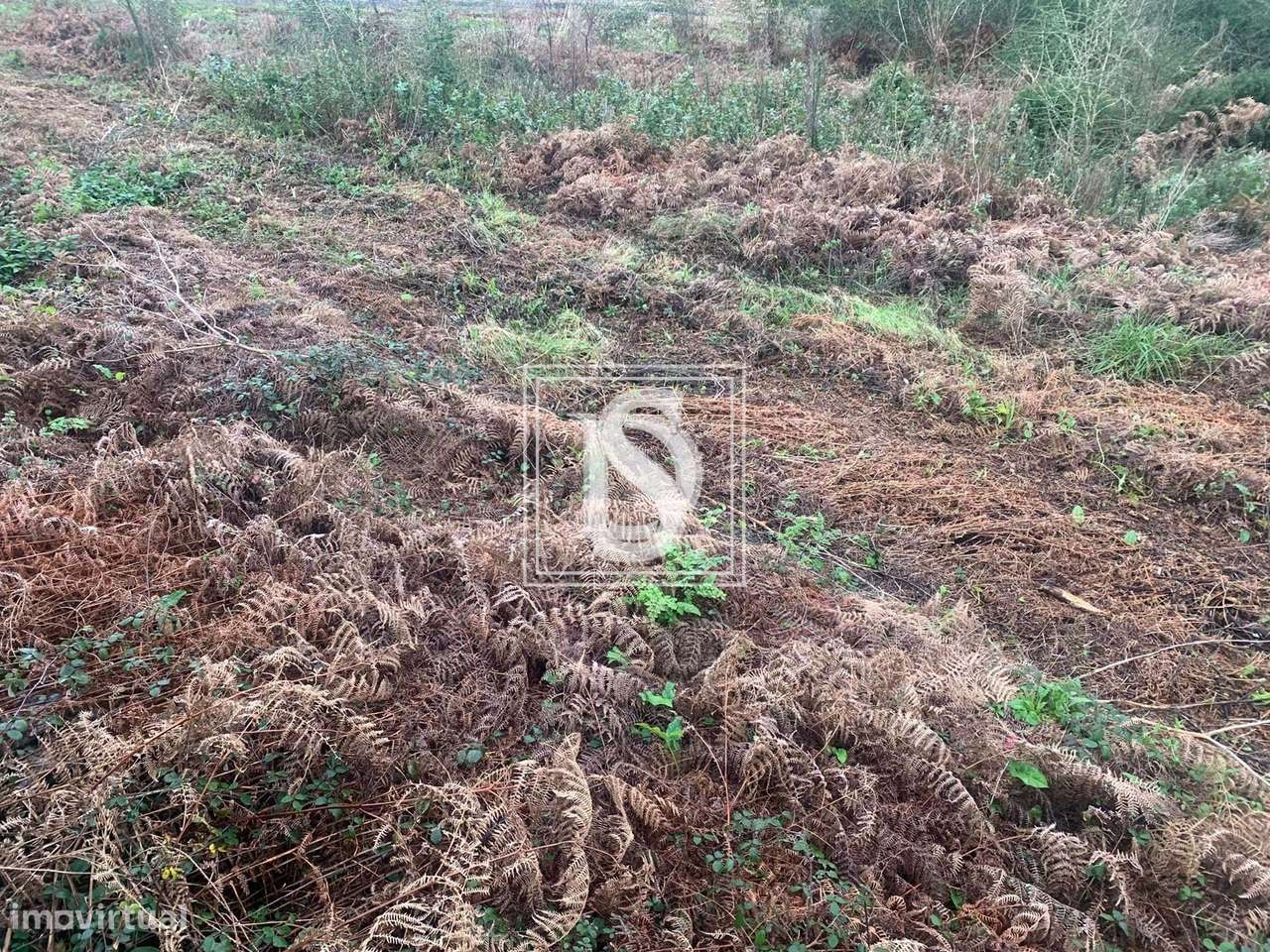 Terreno para Construção em Mujães 5000m - Grande imagem: 5/15