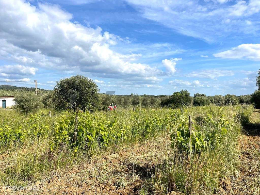Quinta localizada a 1,5Km da Vidigueira-24