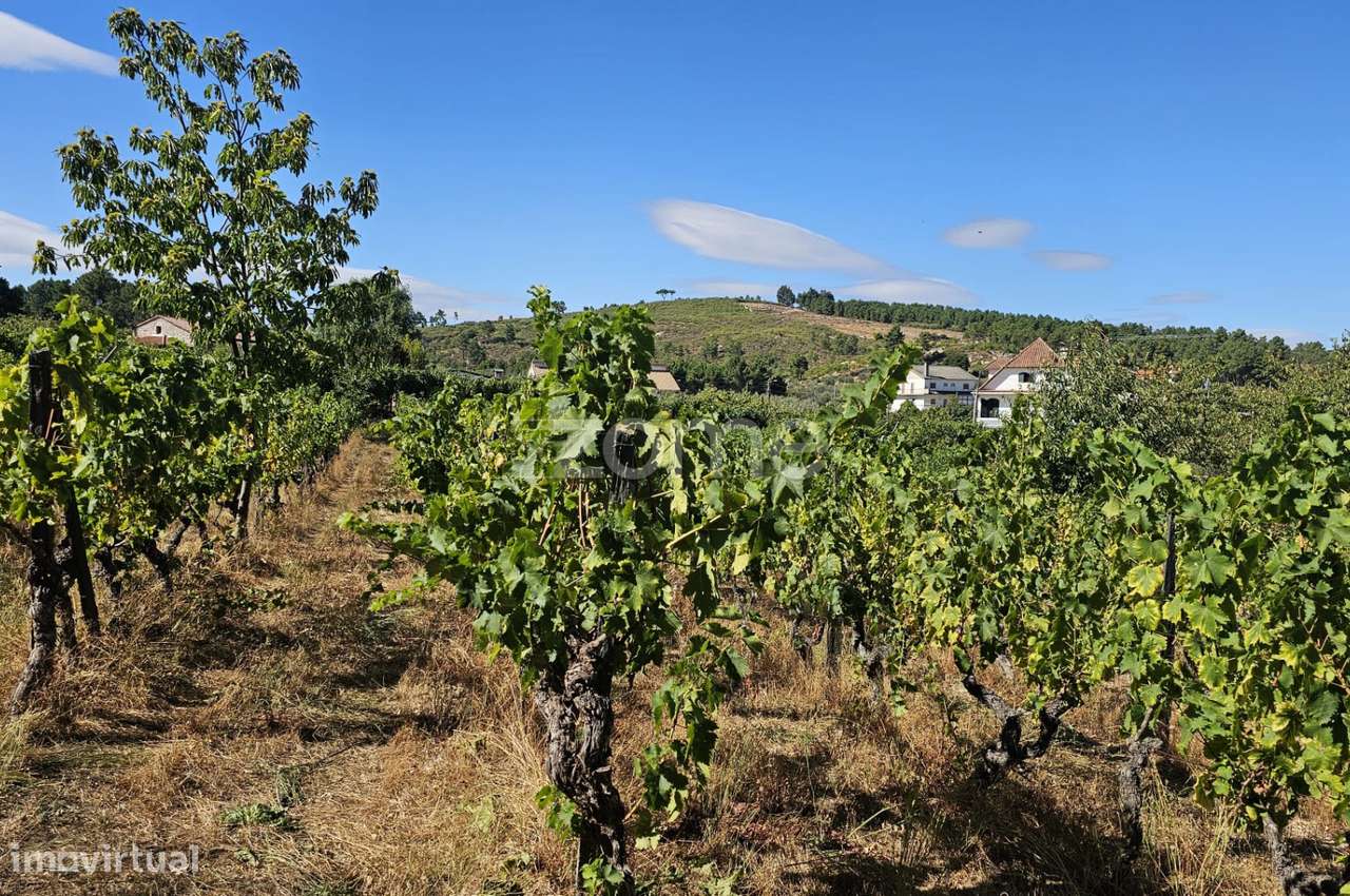 Terreno Rústico Urbanizavel – Presandães, Alijó-9