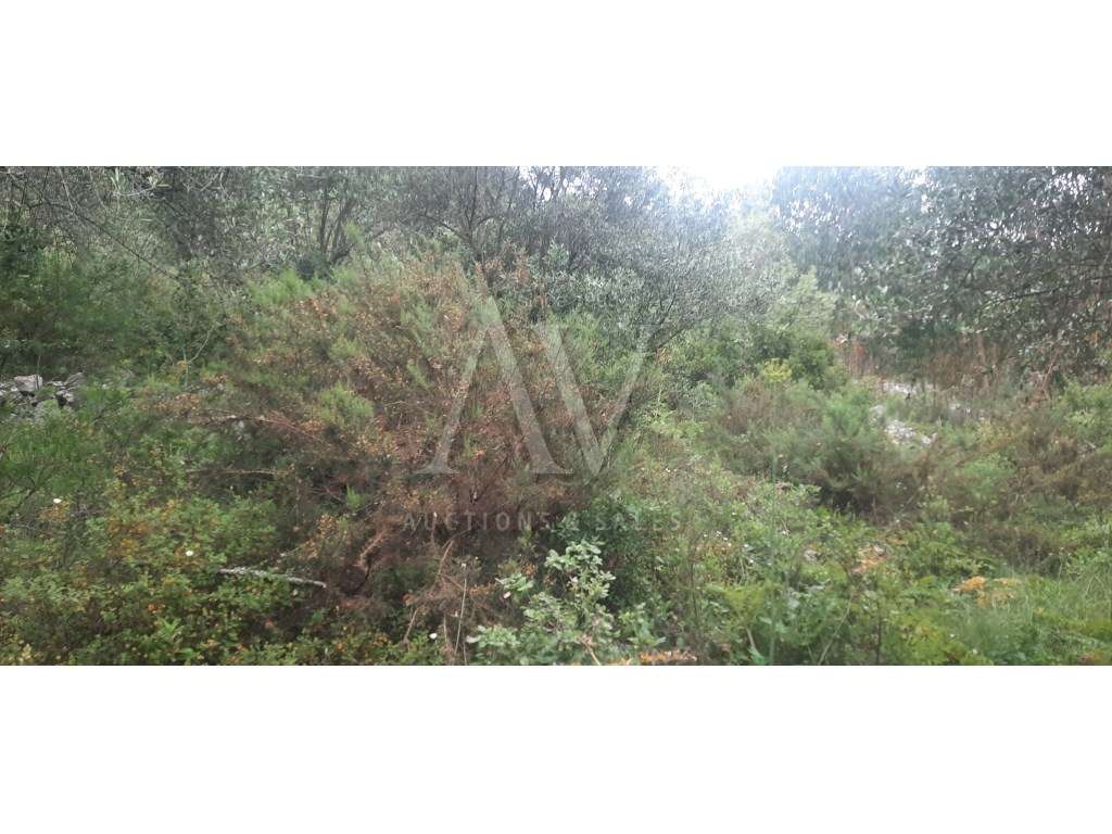 Quintinha _ Serra de Aire e Candeeiros _ Alvados - Grande imagem: 4/7