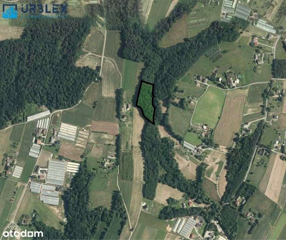 Las - Trzciana, powiat bocheński-1