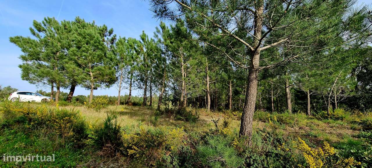 Apresento terreno com total de 5 520m2, localizado na Lapa, Cartaxo-5