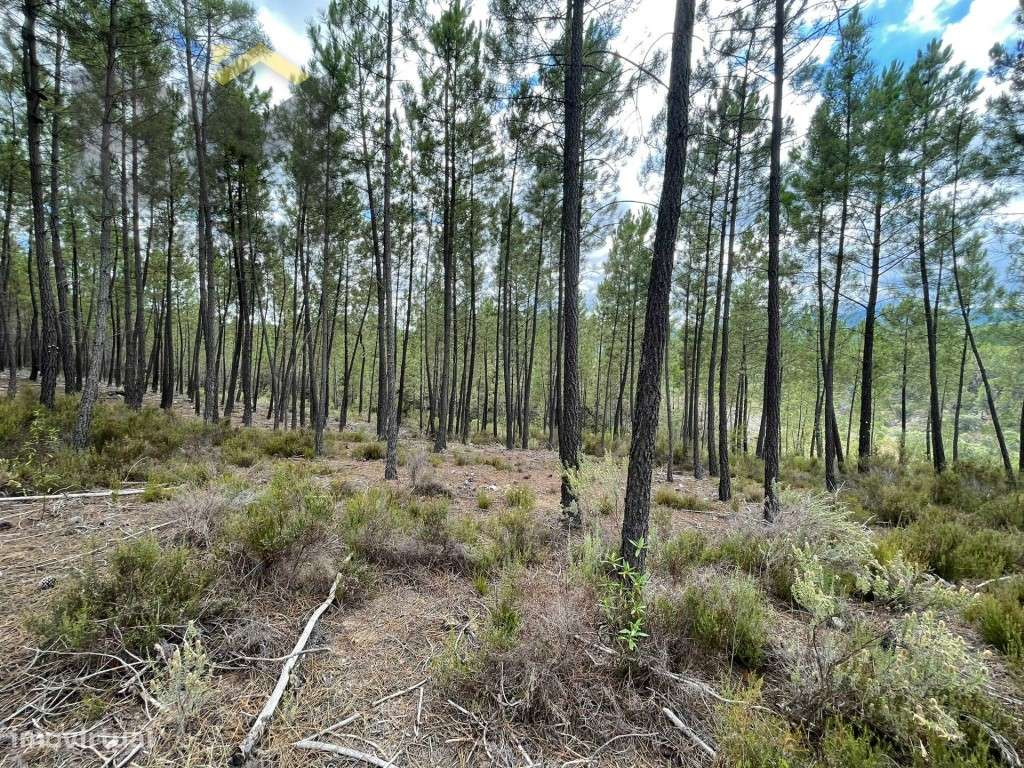 Pinhal à Venda em São Vicente da Beira! - Grande imagem: 2/10