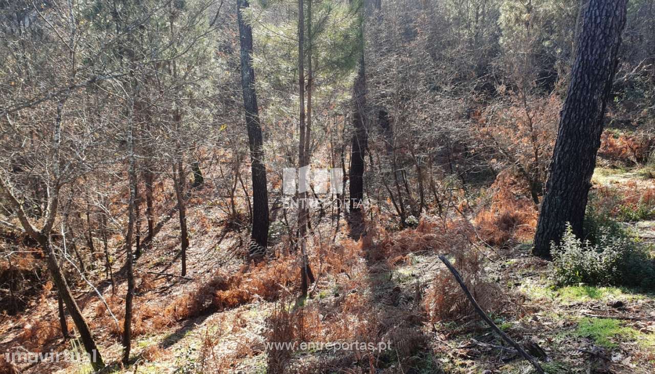 Venda Terreno, Várzea de Ovelha e Aliviada, Marco de Canaveses - Grande imagem: 4/30