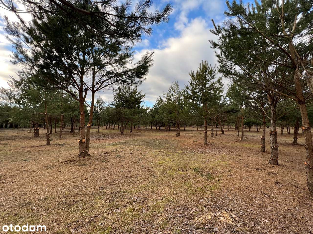 Działki budowlane pośród jezior i lasów-11