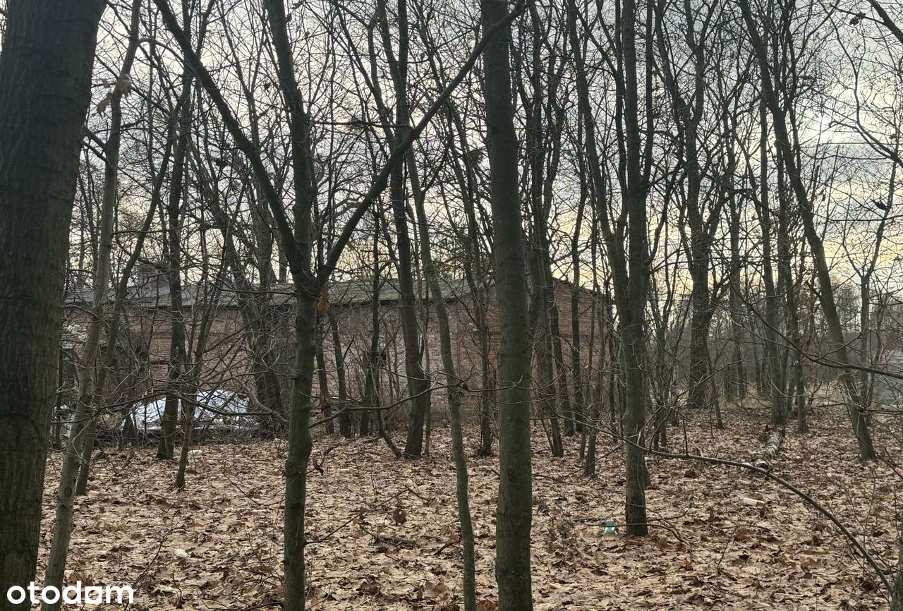 Sprzedam siedlisko 4300 m2 - Pełny obrazek: 4/7